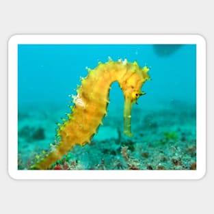 YELLOW SEAHORSE Sticker